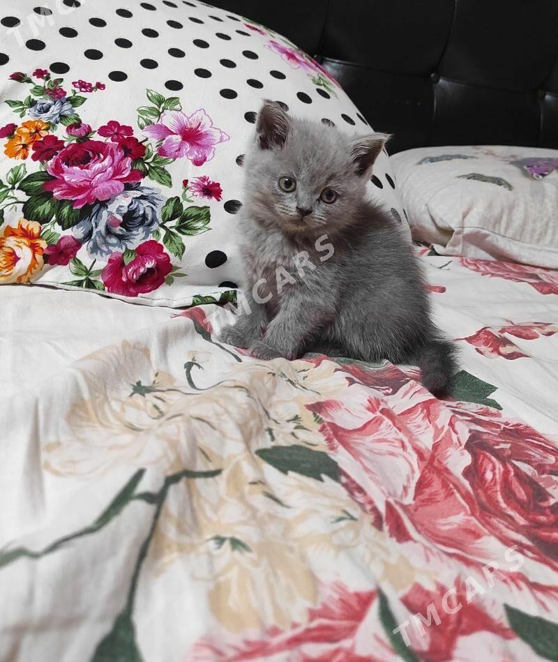 котята - Türkmenabat - img 2