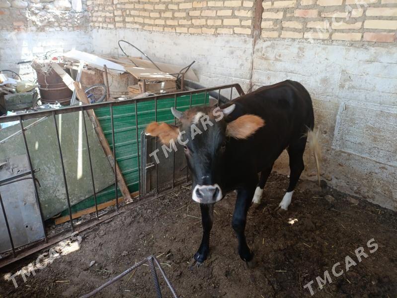 Göle Gacar - Balkanabat - img 2