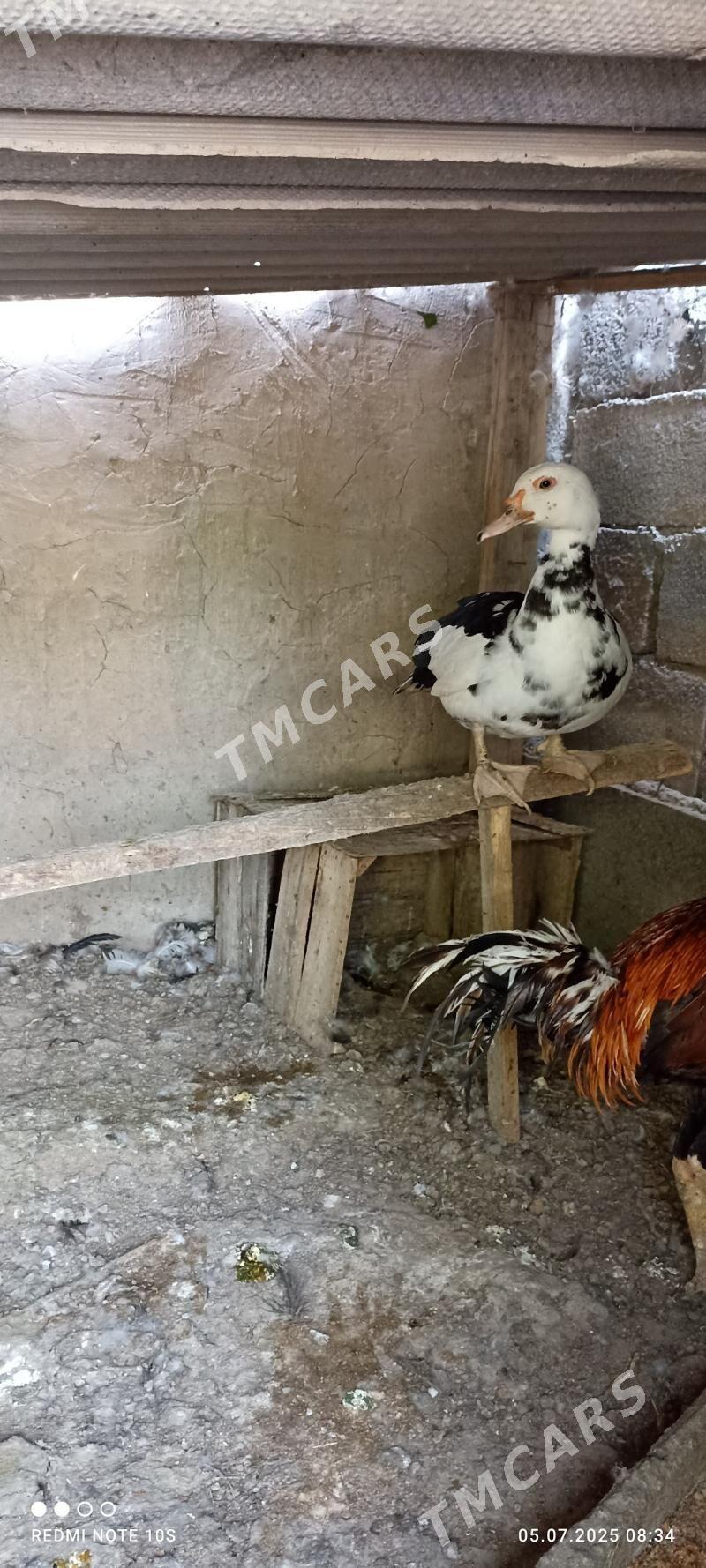 ordek - Aşgabat - img 2
