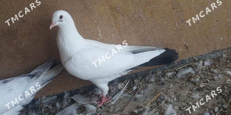 kepderi - Mary - img 6