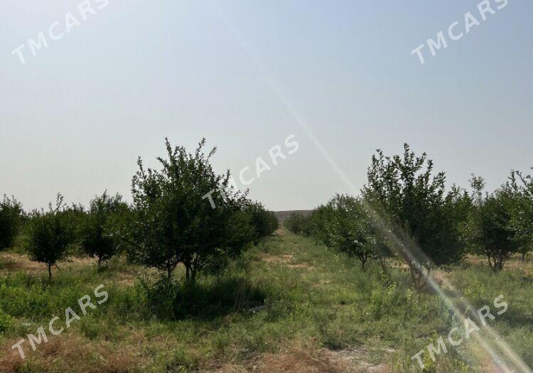 ишгар герек - Kaka - img 3