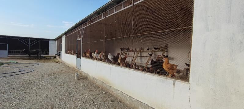 doly ok daca ferma busines - Aşgabat - img 5