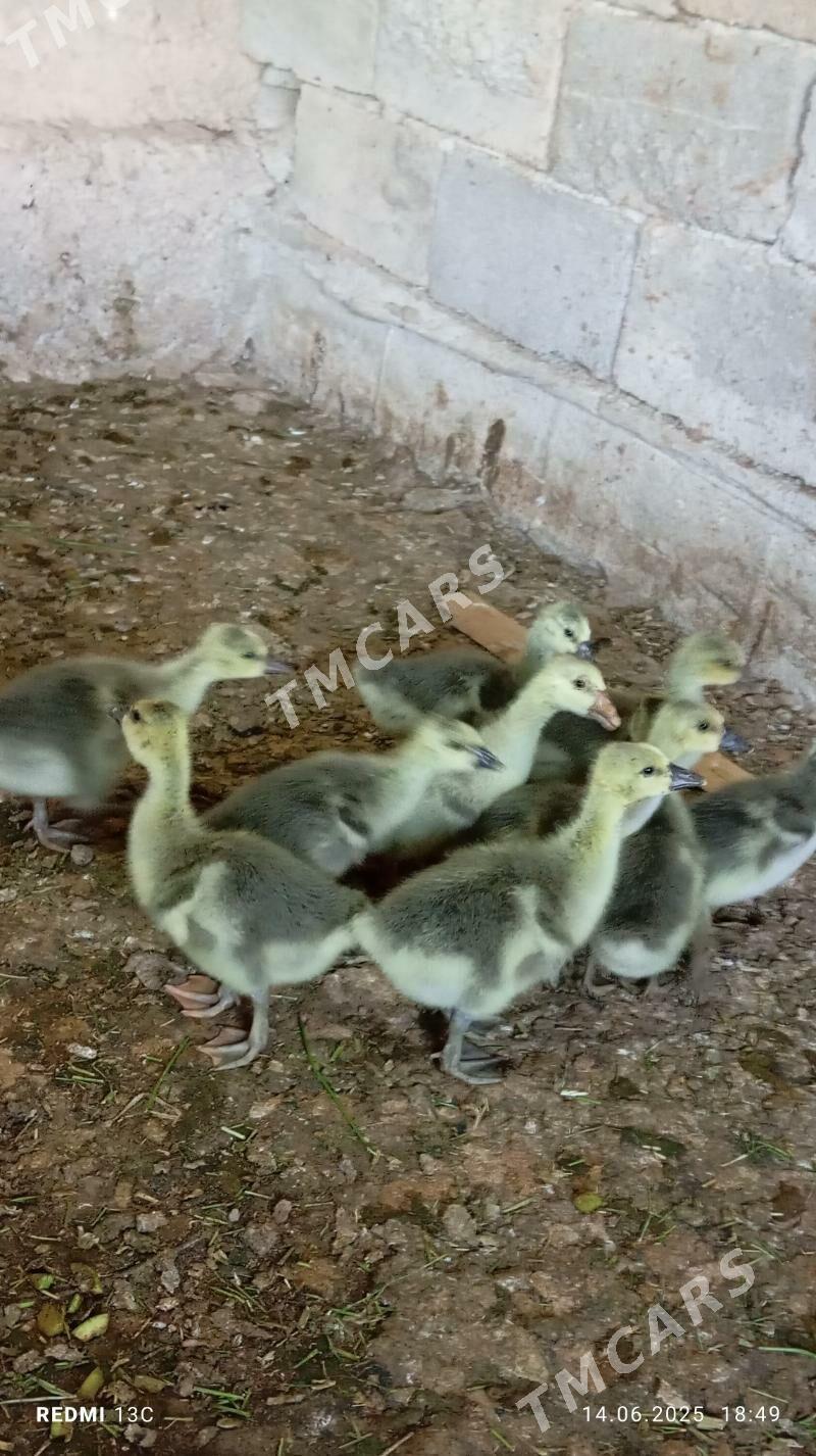 gus - Aşgabat - img 2