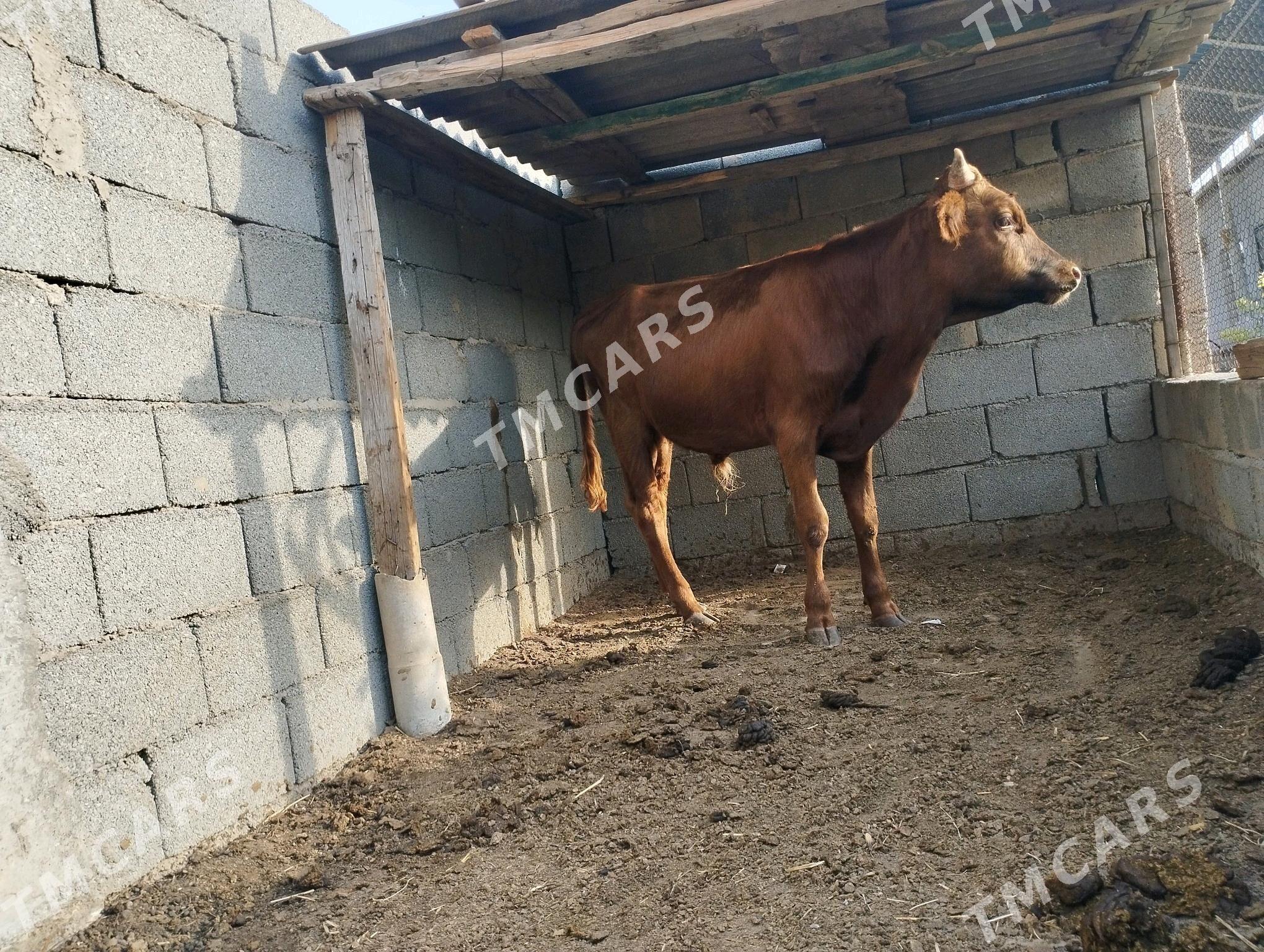 öküz - Aşgabat - img 3