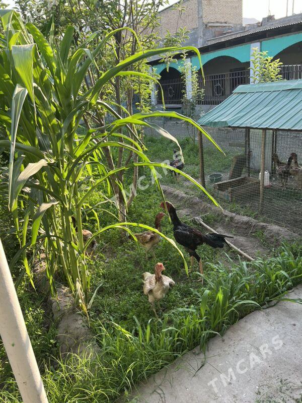Taskent towuk - Bagyr - img 2