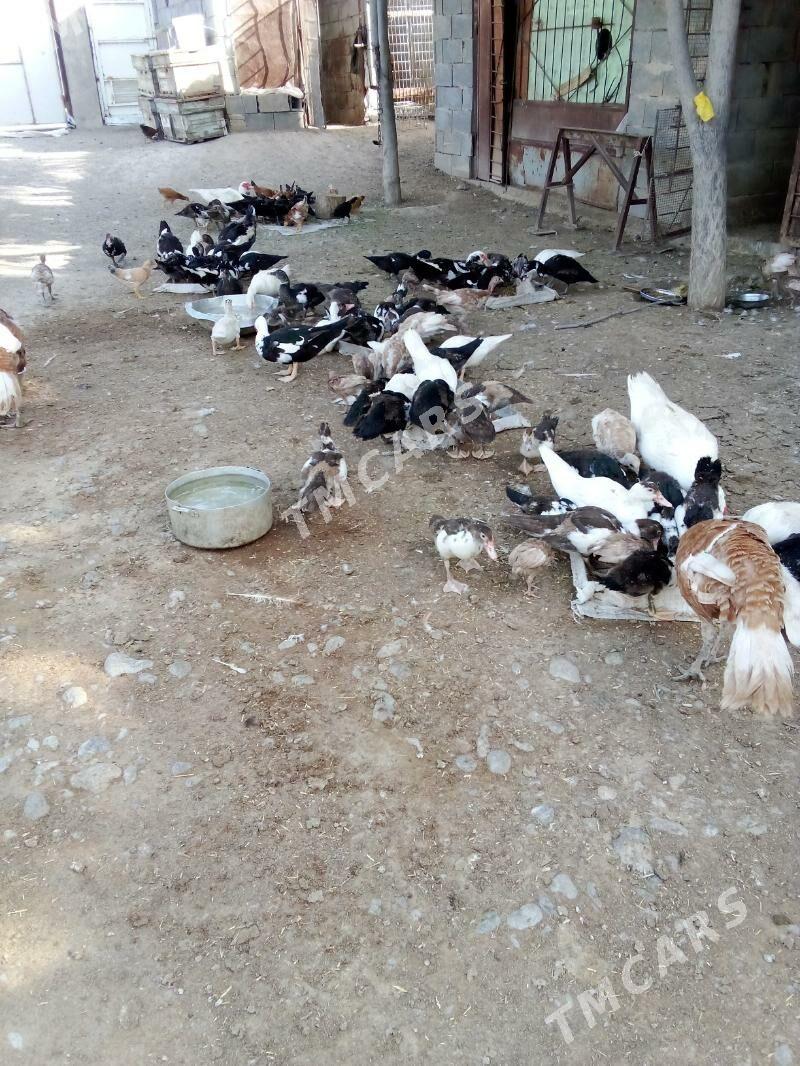 indagutga 2  yarym ay bindau - Bagyr - img 3
