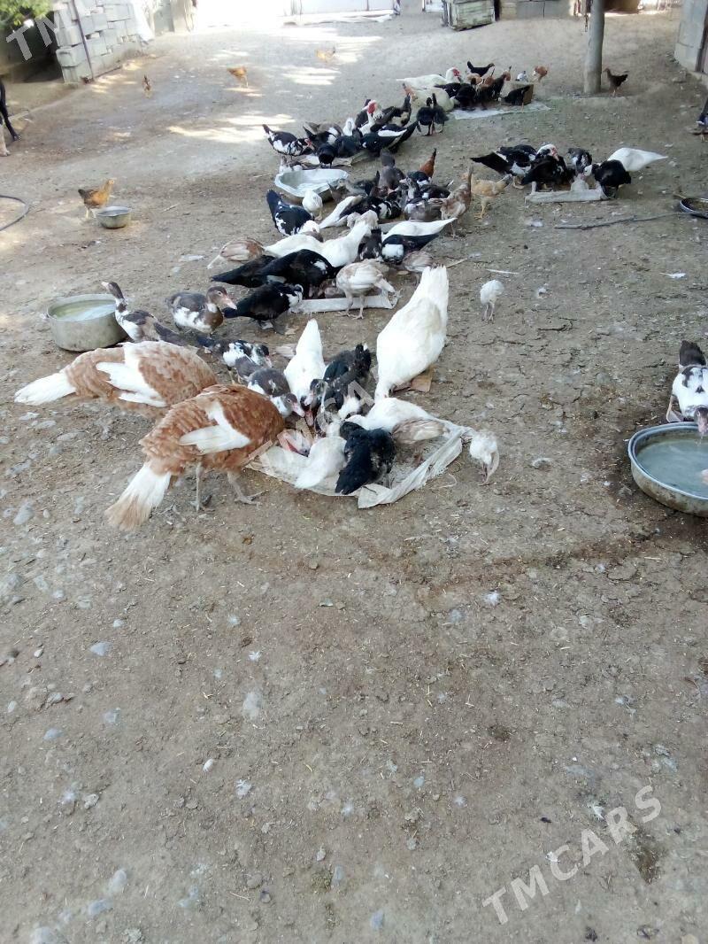 indagutga 2  yarym ay bindau - Bagyr - img 2