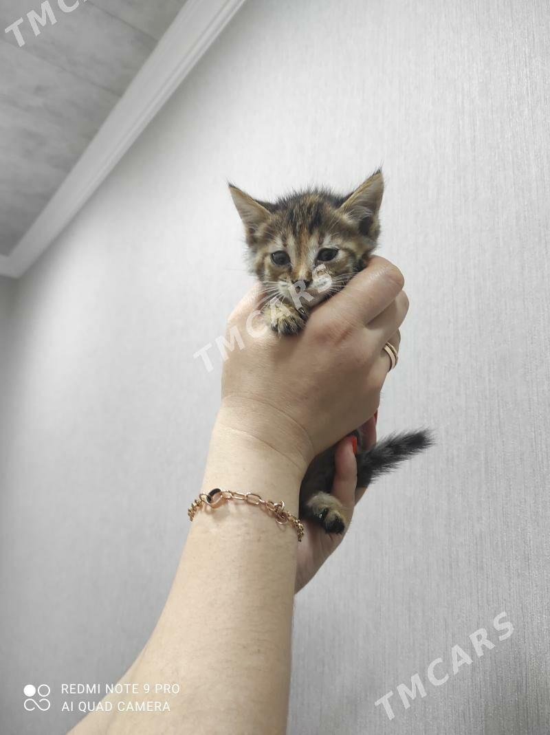 КОТЕНОК - Ашхабад - img 2