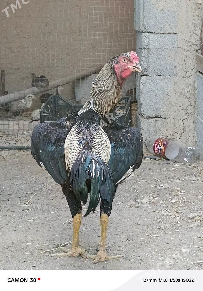 Taskent Horoz - Gökdepe - img 2