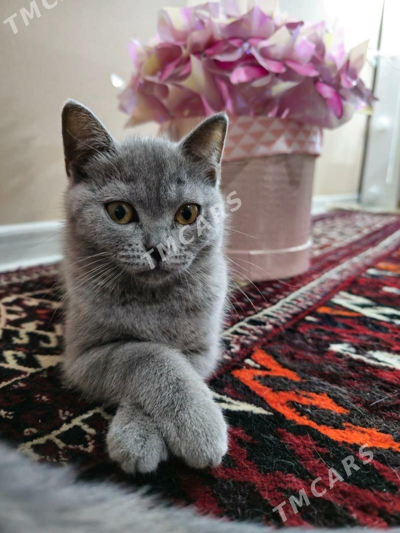 Чистокровные шотландские котят - Ашхабад - img 4