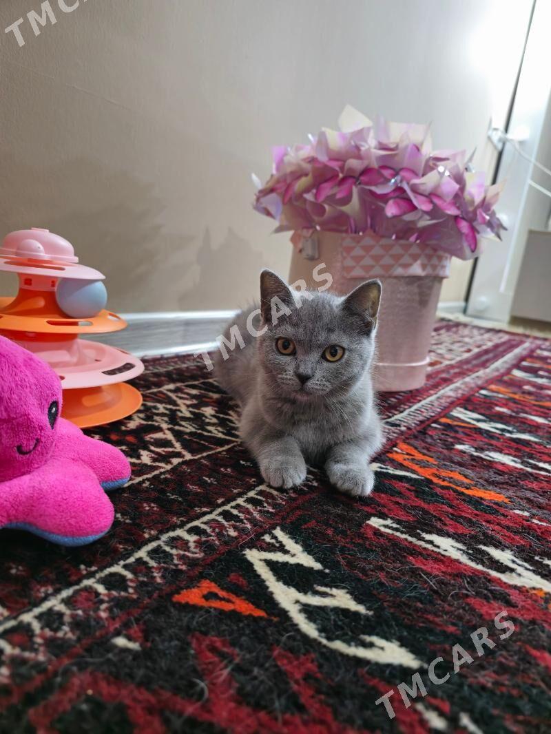 Чистокровные шотландские котят - Ашхабад - img 2