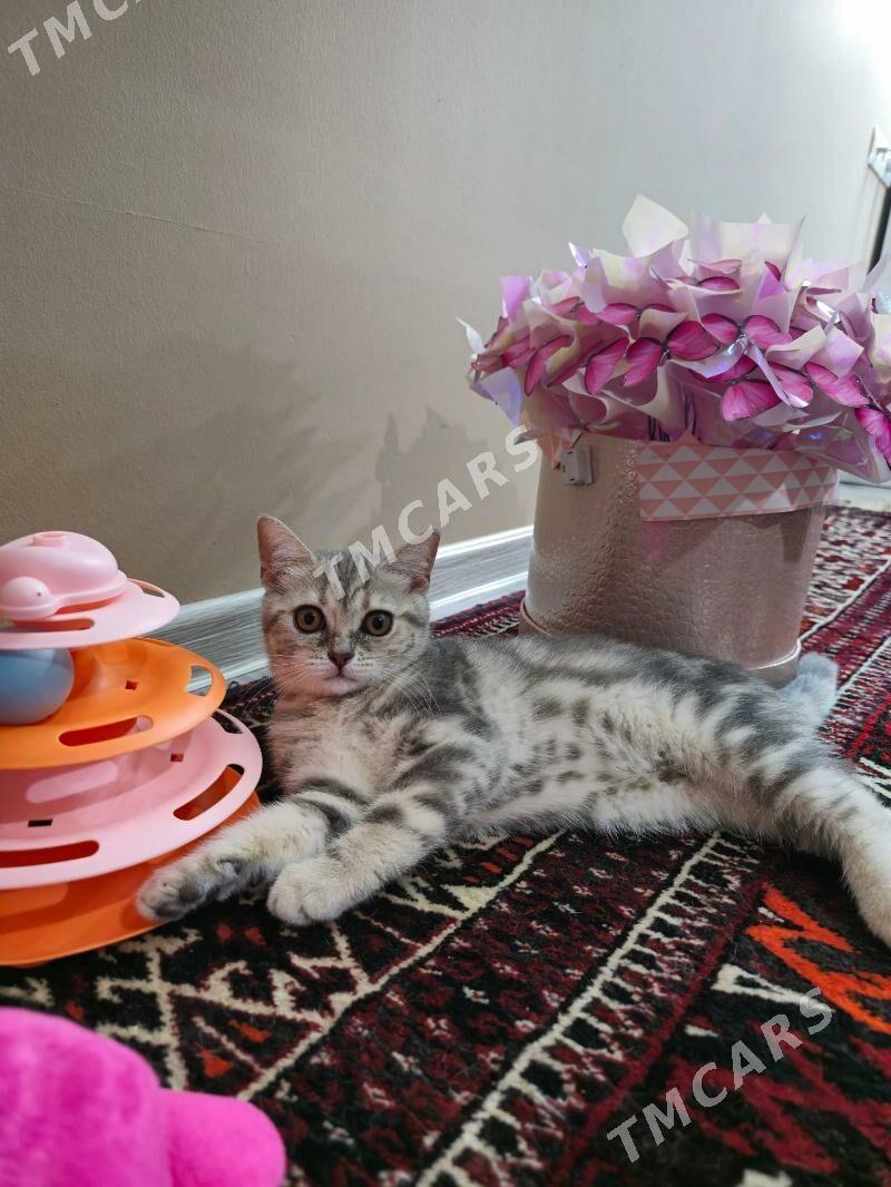 Чистокровные шотландские котят - Ашхабад - img 3