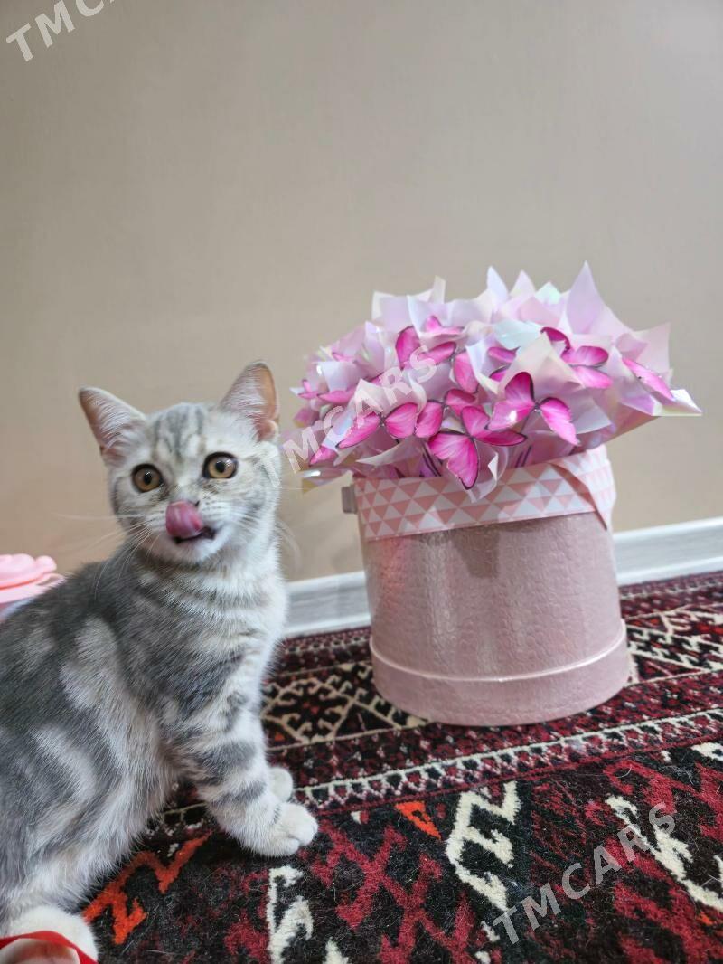 Чистокровные шотландские котят - Ашхабад - img 6
