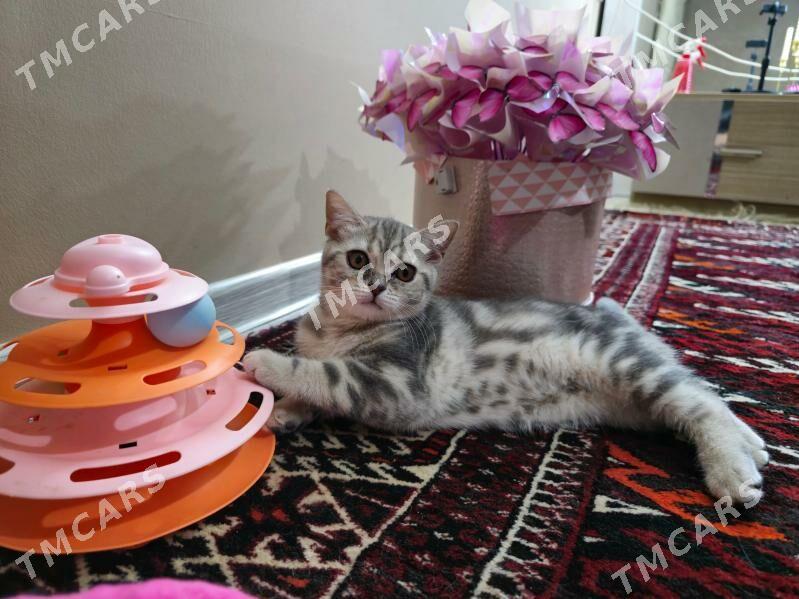 Чистокровные шотландские котят - Ашхабад - img 5