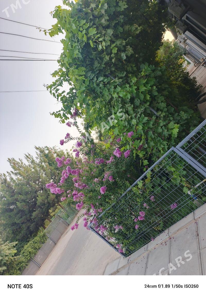 Satlyk Yerewan Pulon - Aşgabat - img 6