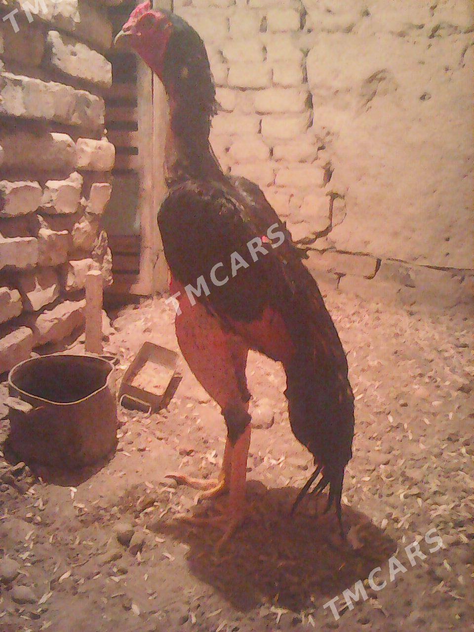 Ozbek - Hojambaz - img 2