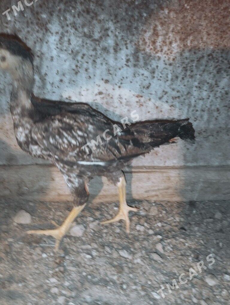 Baysow juyjeler - Дянев - img 10