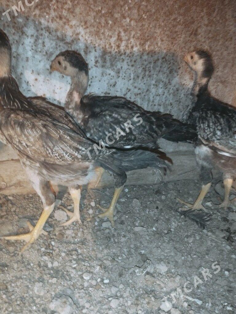 Baysow juyjeler - Дянев - img 5
