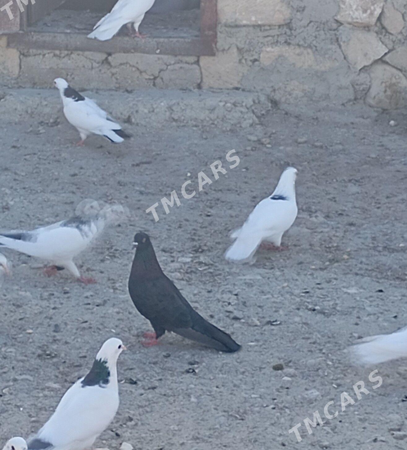 kepderi. - Gyzylarbat - img 2