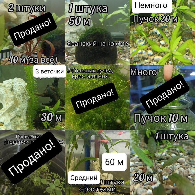 аква.растения,оборудование т.д - Мир 3 - img 3