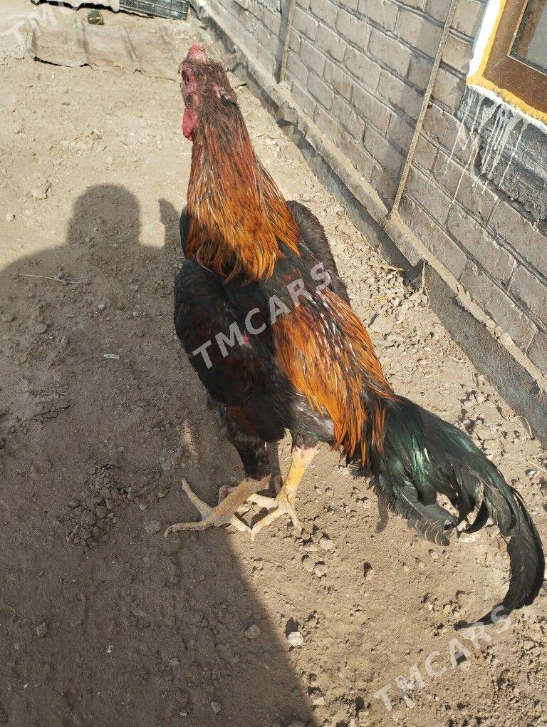 бразил - Türkmenabat - img 3