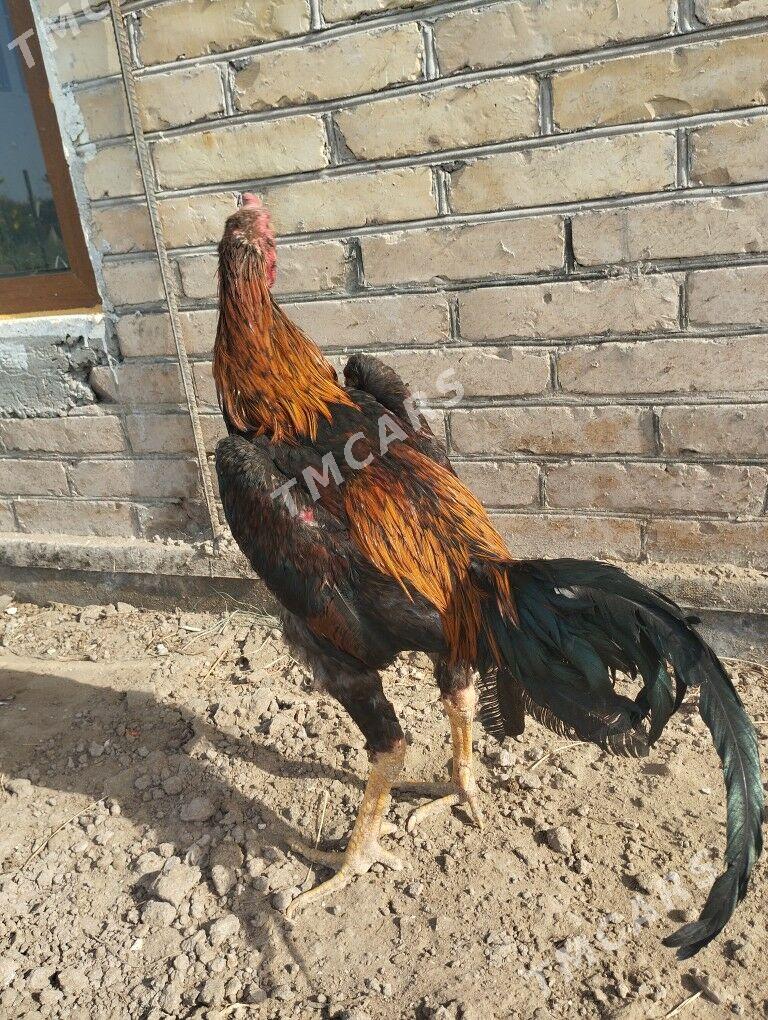 бразил - Türkmenabat - img 2