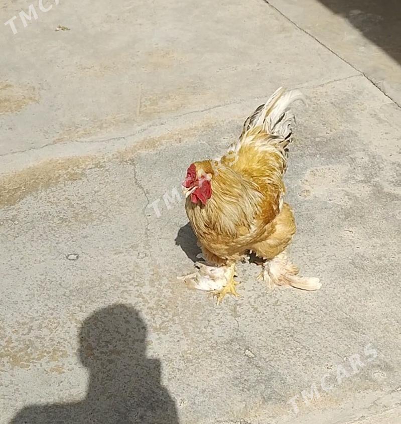 limon brama horaz - Çoganly - img 2