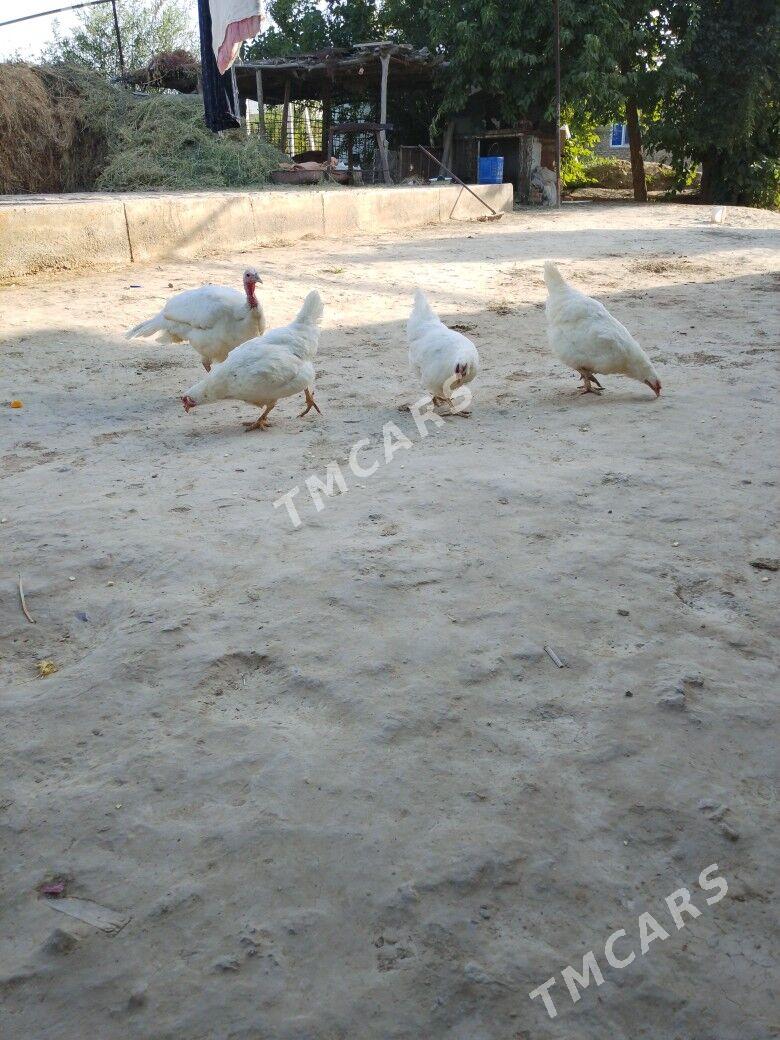 Gigant horaz - Wekilbazar - img 1