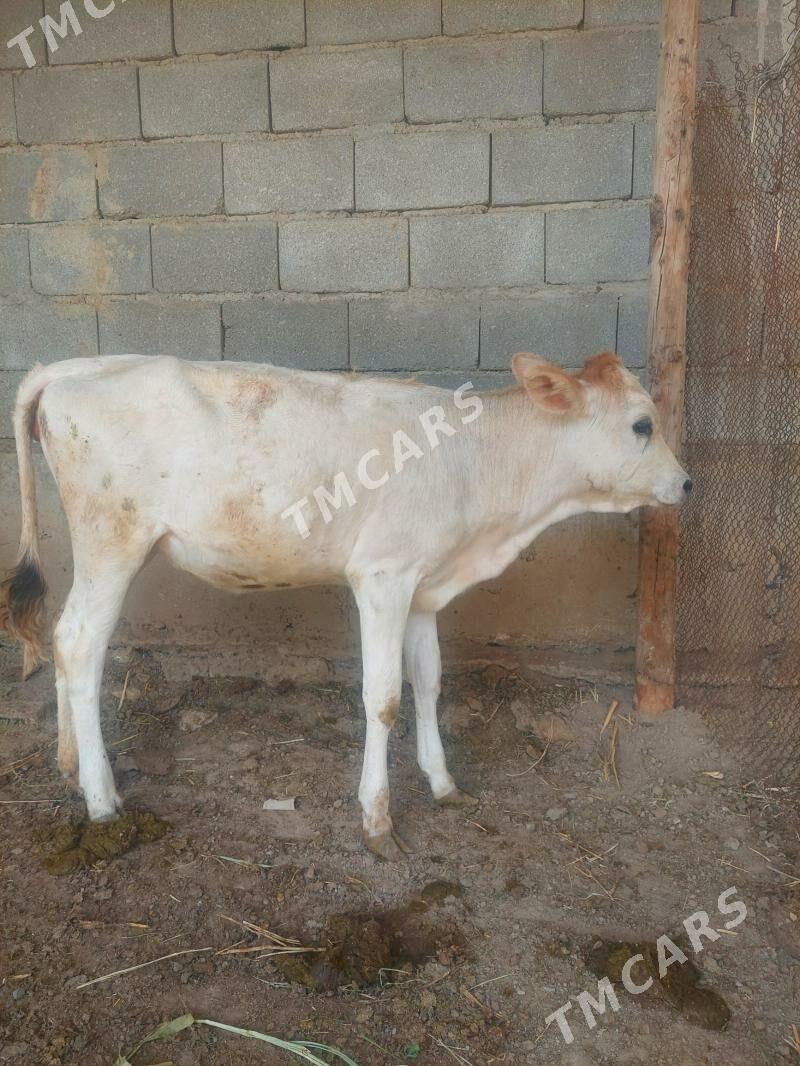 GÖLE - Гёкдепе - img 2