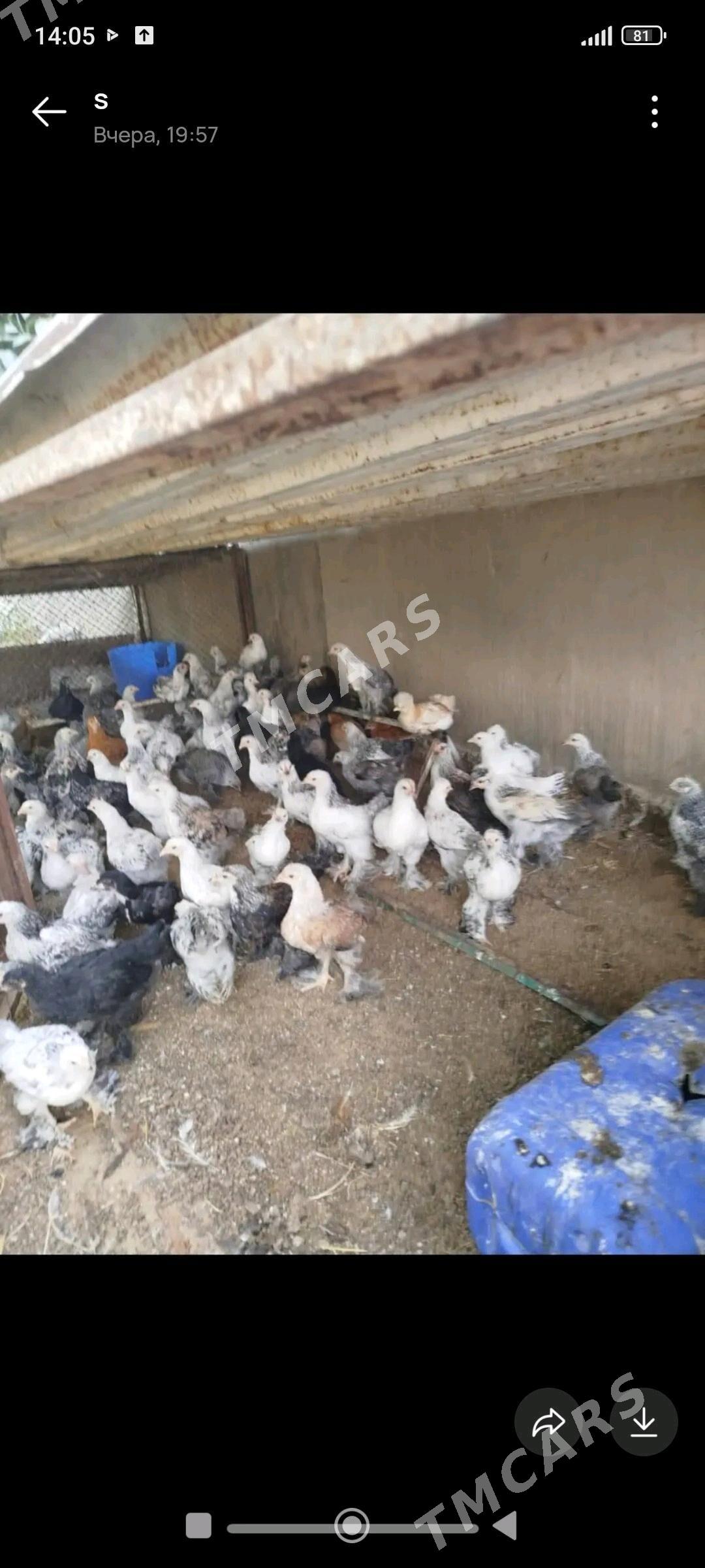 balakly juje - Çoganly - img 2