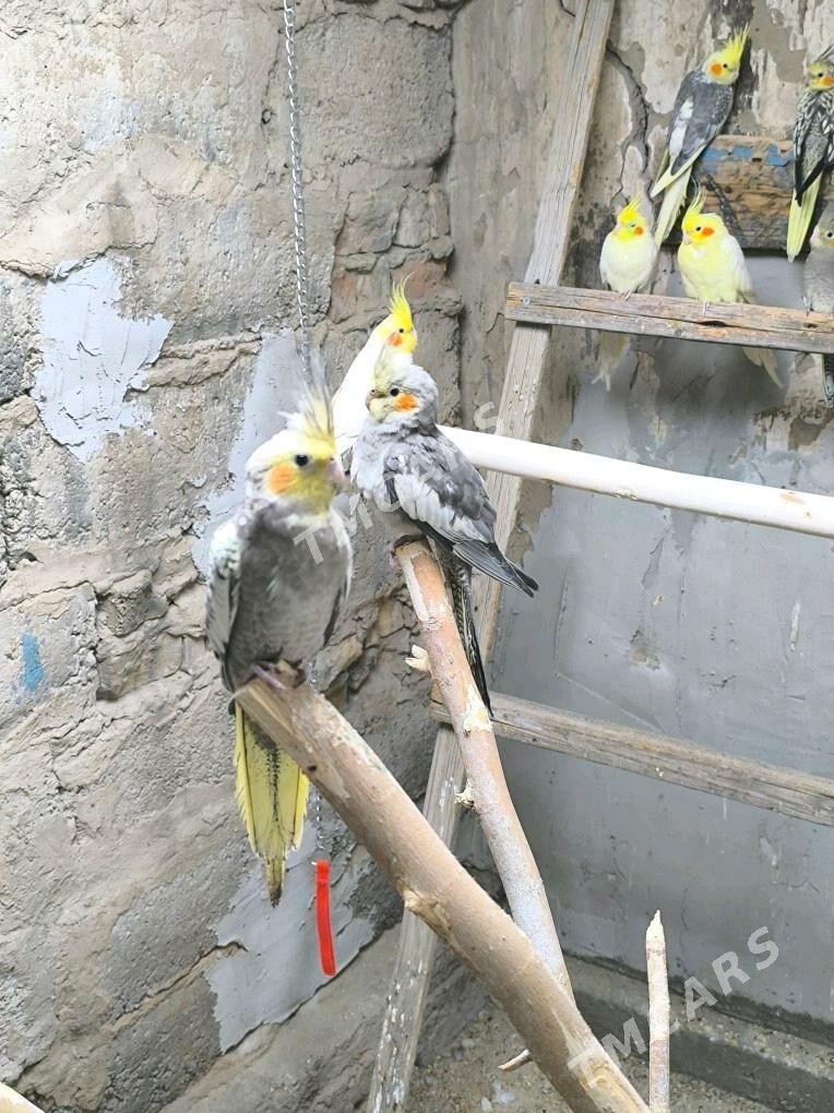 кореллы - Ак-Бугдайский этрап - img 2