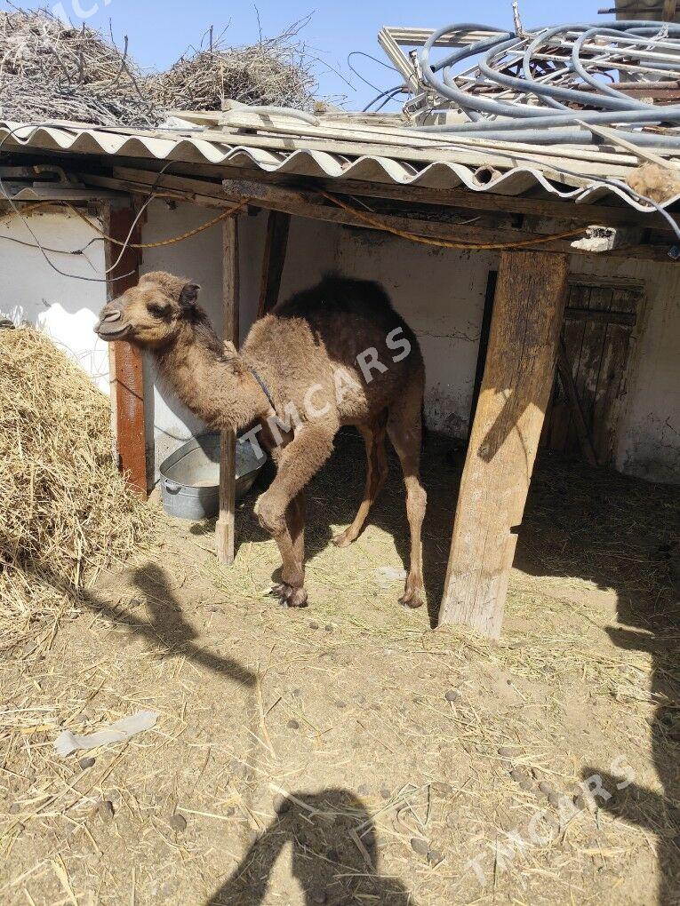 Köşekli  Düye - Гёкдепе - img 3