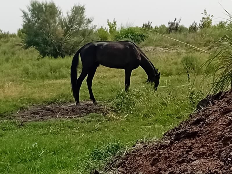 GARLAWAÇ - Gökdepe - img 2