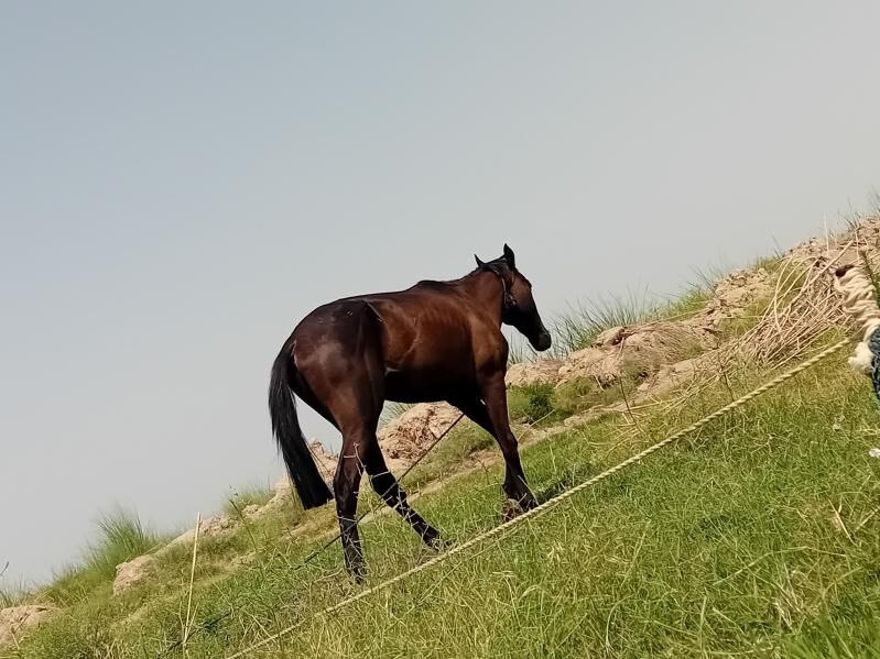 GARLAWAÇ - Gökdepe - img 3