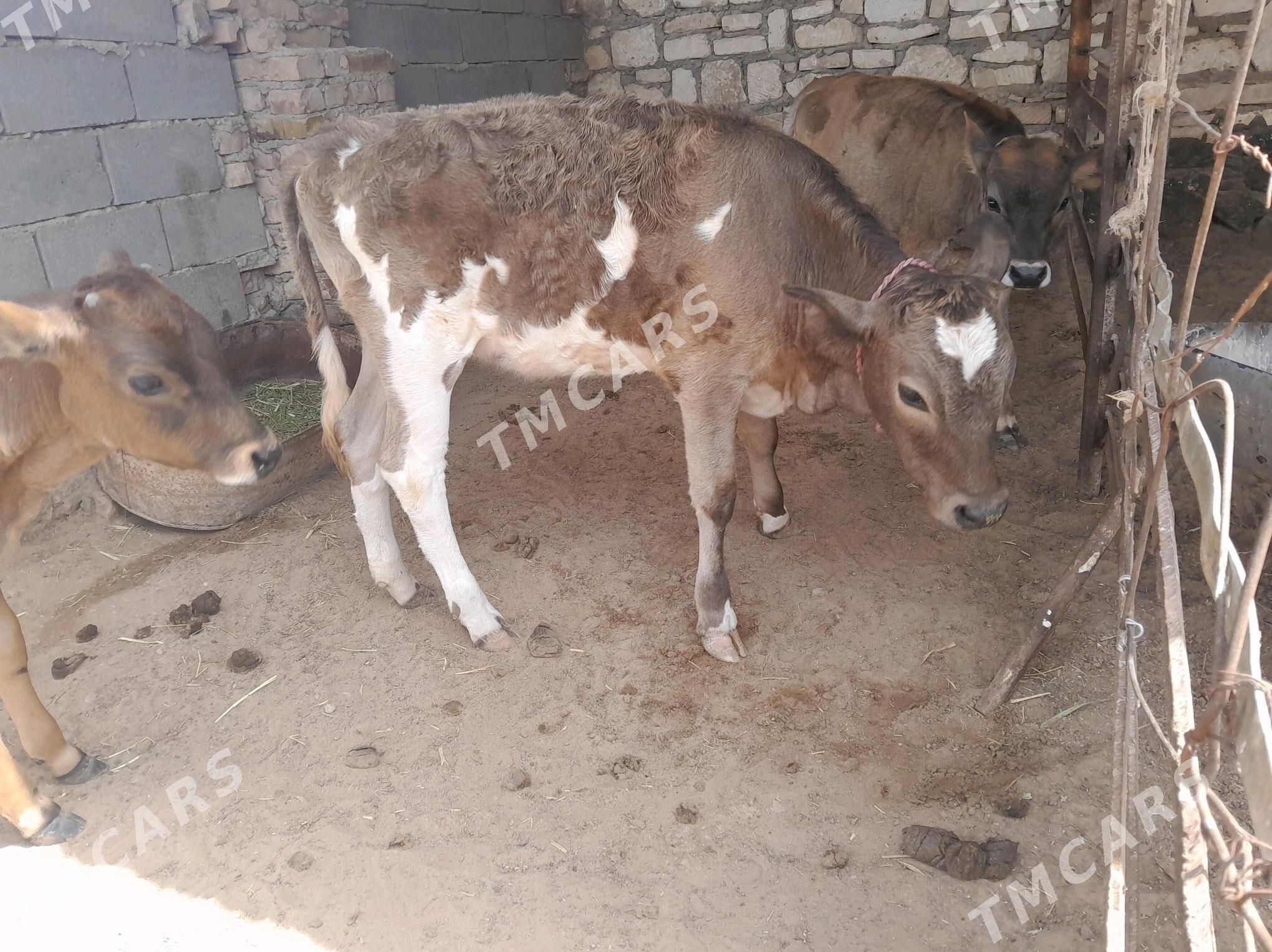 Tohum gole - Türkmenbaşy - img 3