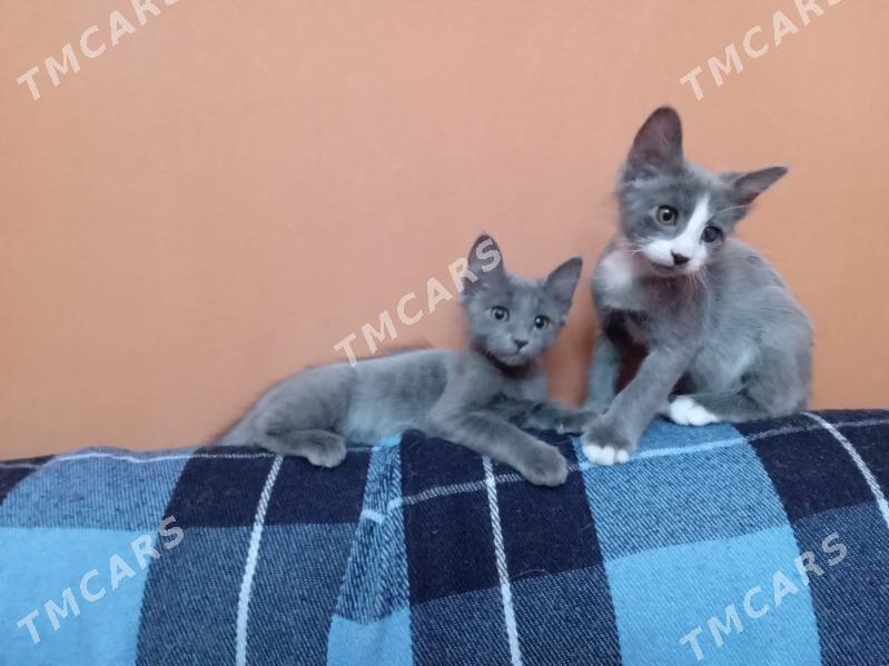 Котята - Ашхабад - img 2