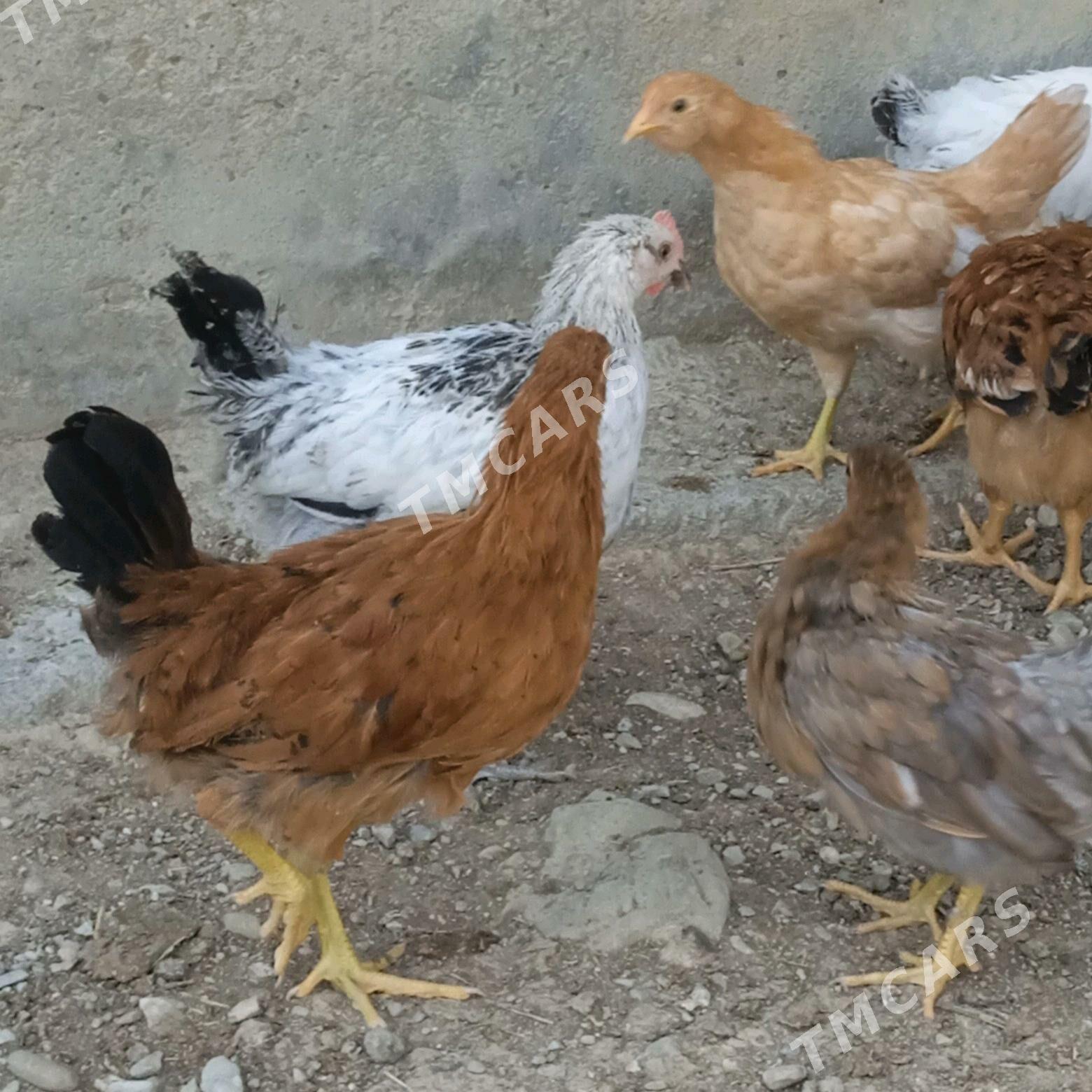 4 aylyk juyje - Bäherden - img 4