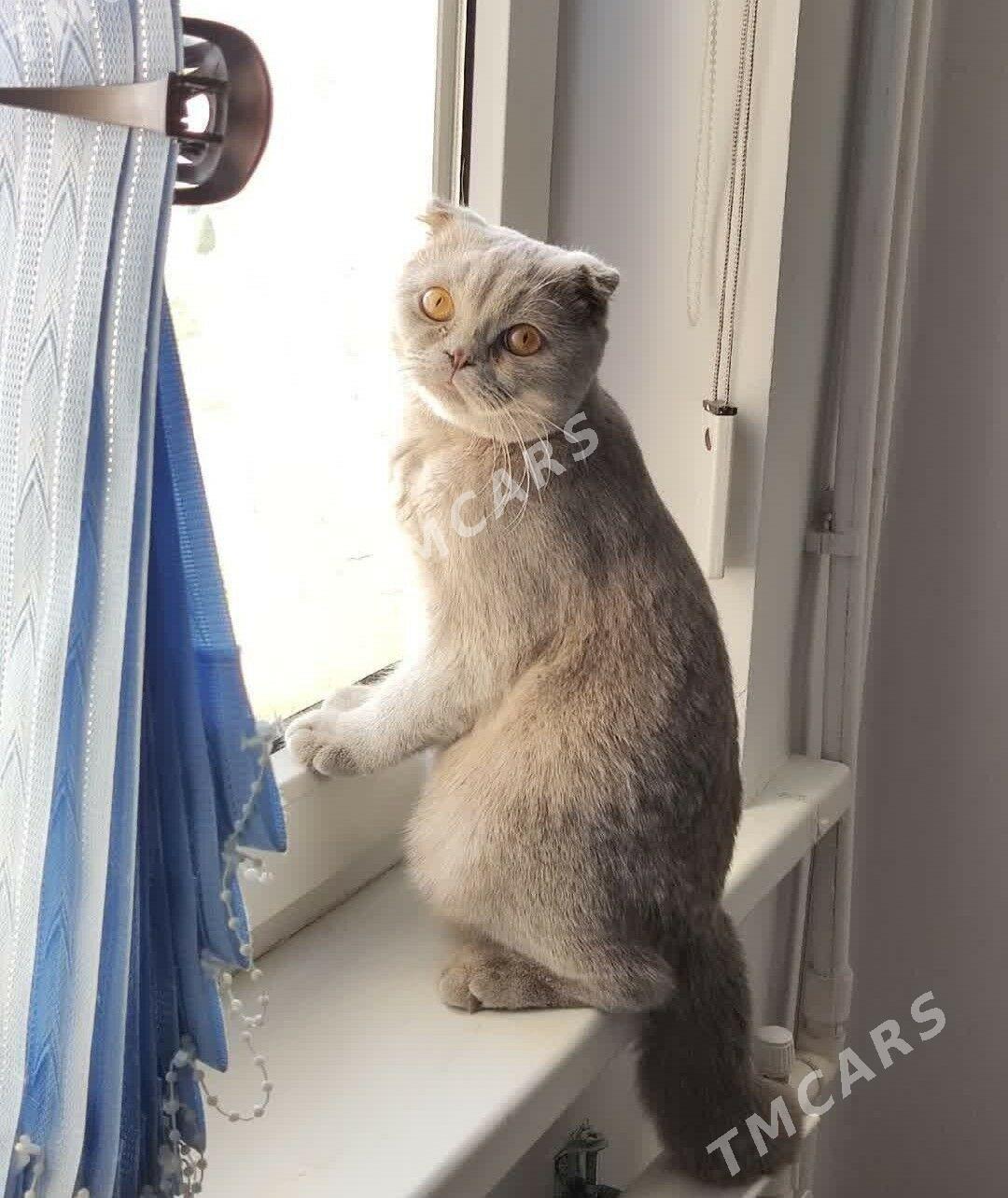 Вислоухий кот - Ашхабад - img 5