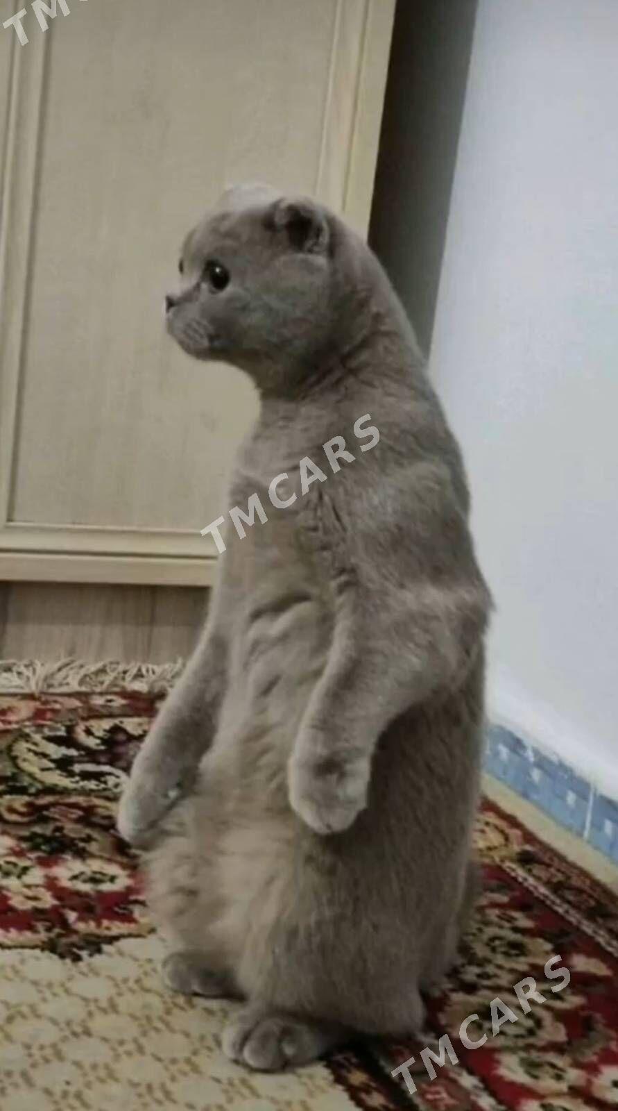 Вислоухий кот - Ашхабад - img 6
