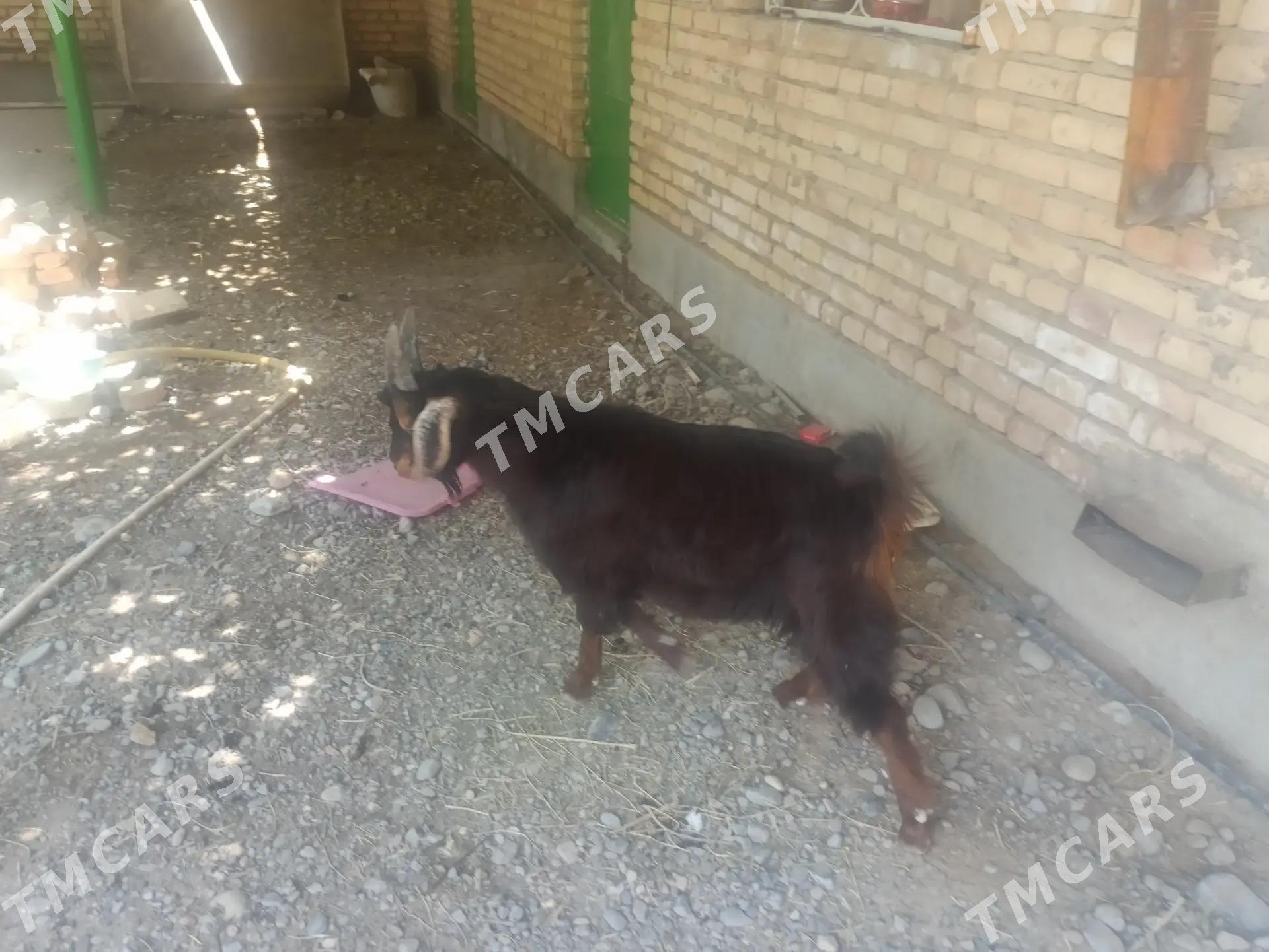 çewiş - Кака - img 2