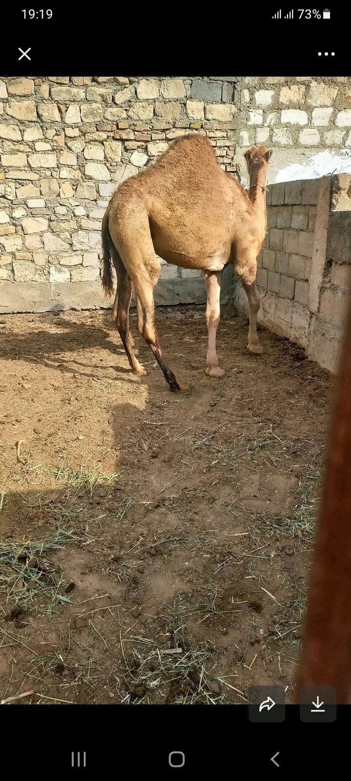 ogşyk - Balkanabat - img 2