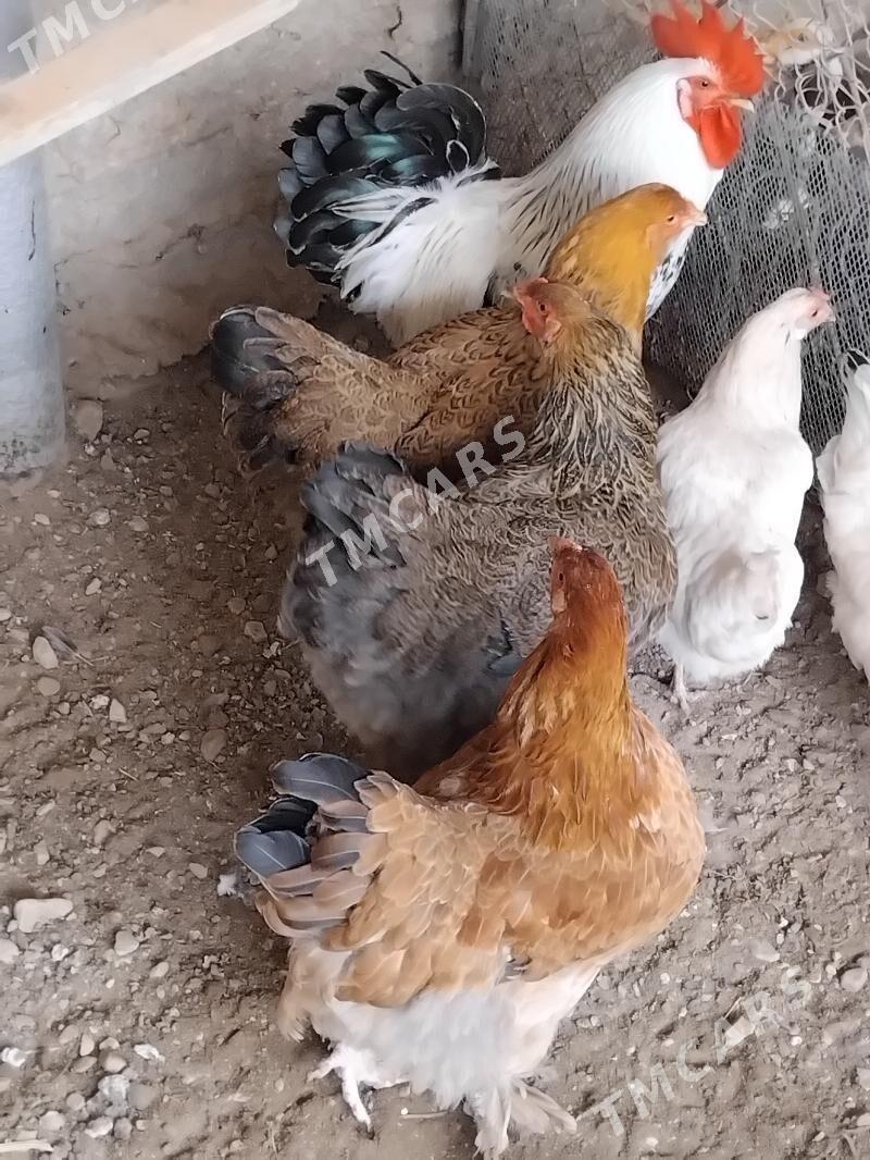 brama - Balkanabat - img 2