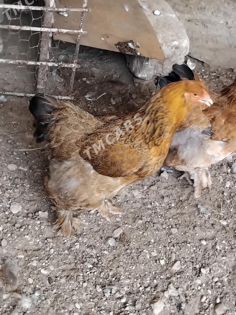 brama - Balkanabat - img 3