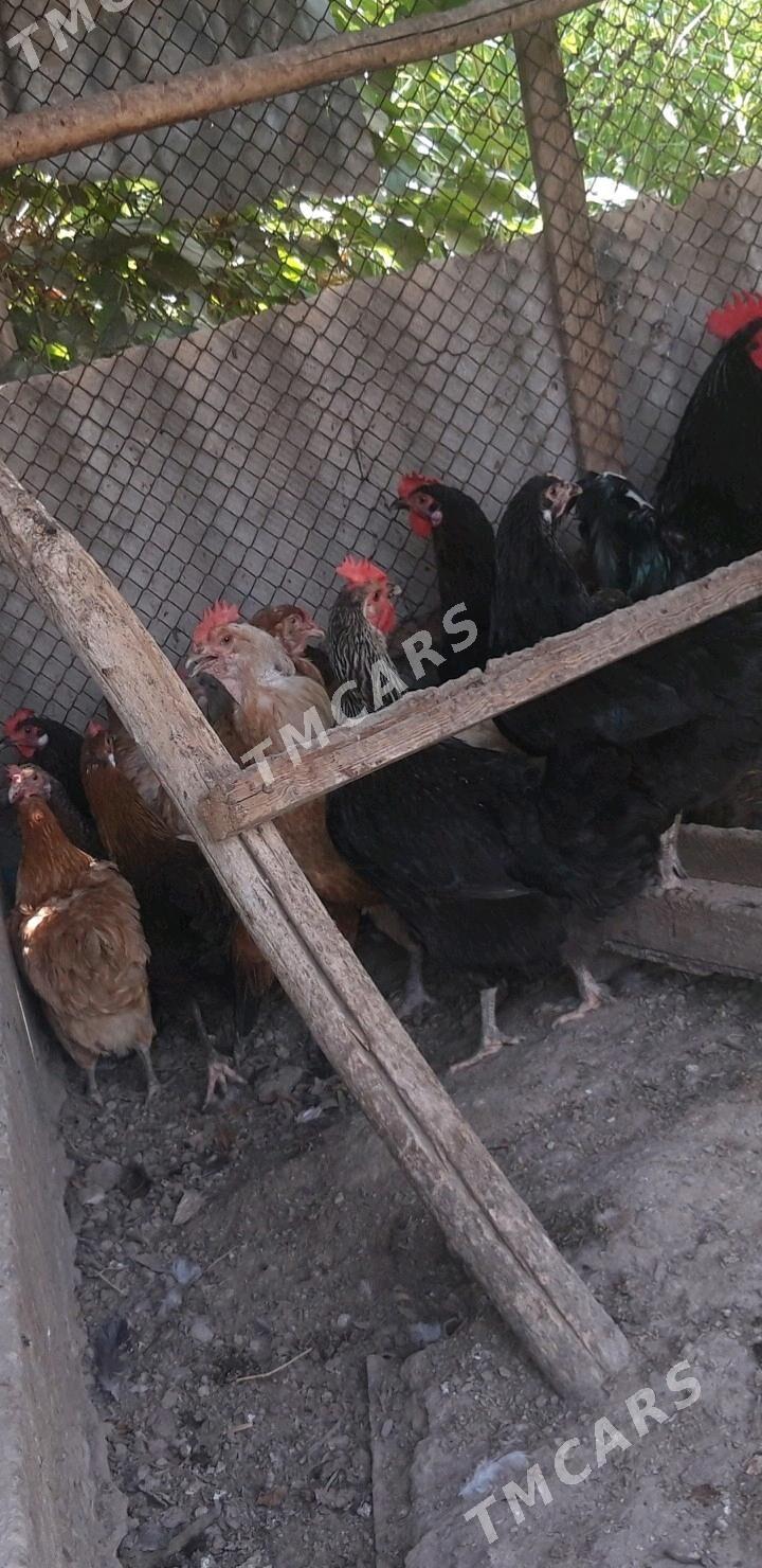 товуе - Чарджоу - img 2