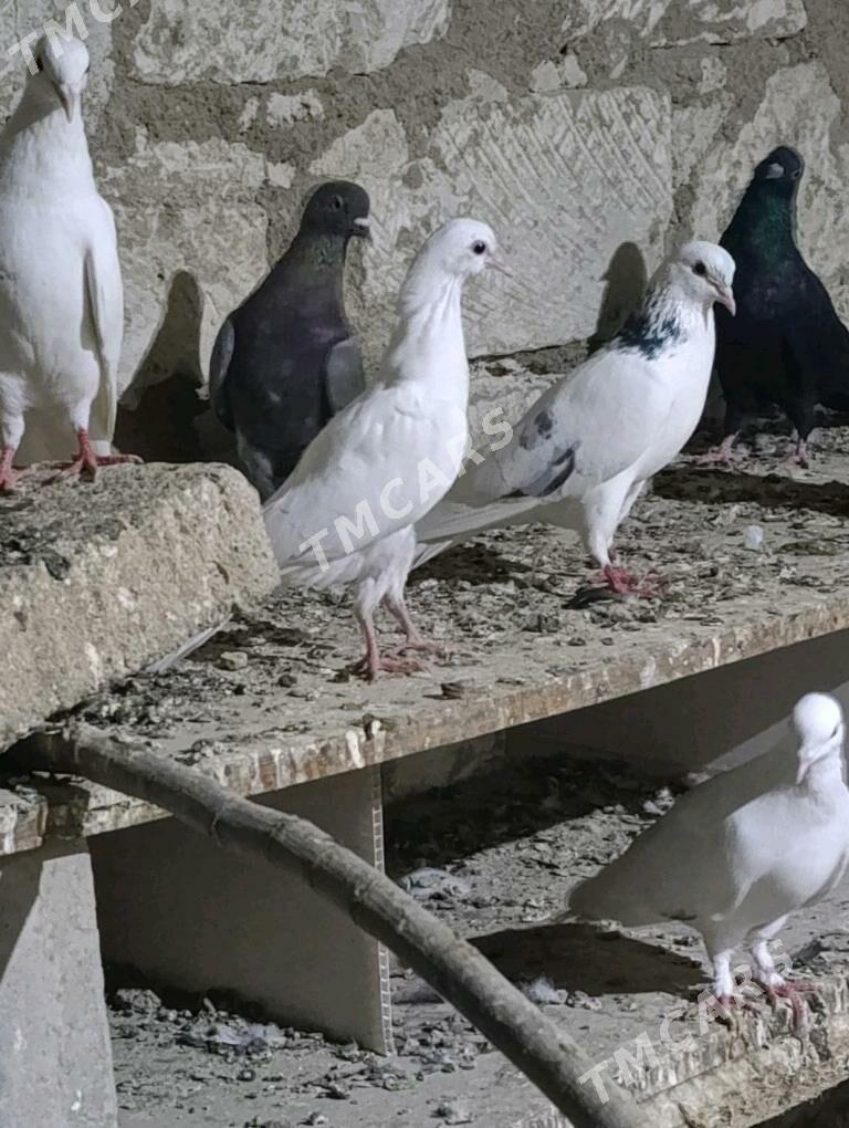 kepter голуби - Türkmenbaşy - img 2
