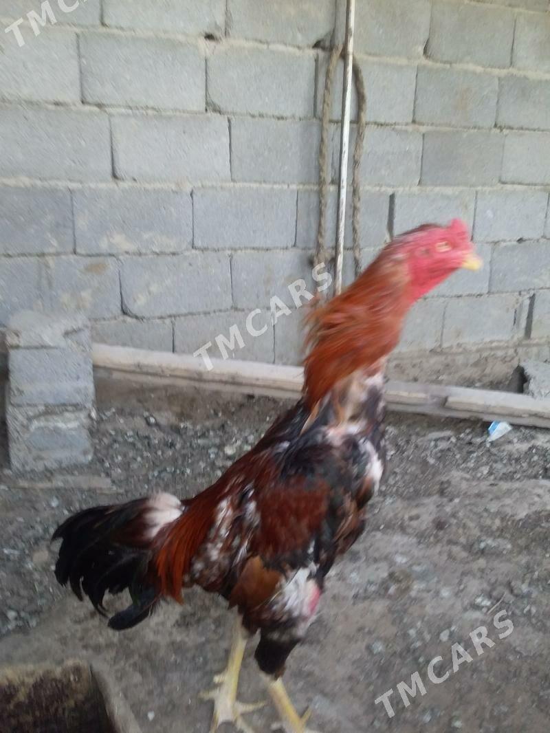 Taskent horoz - Гёкдепе - img 2