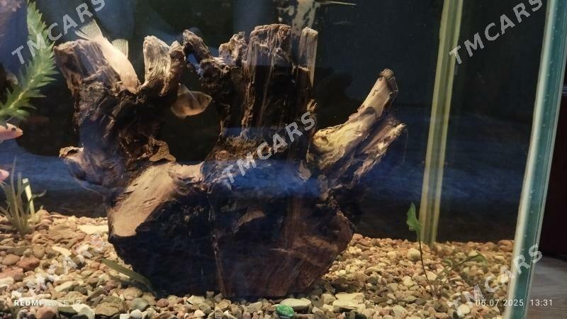 коряга korýaga - 30 мкр - img 2