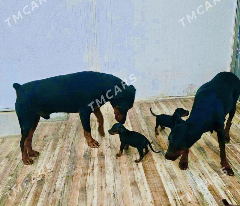 doberman gujjk - Daşoguz - img 4