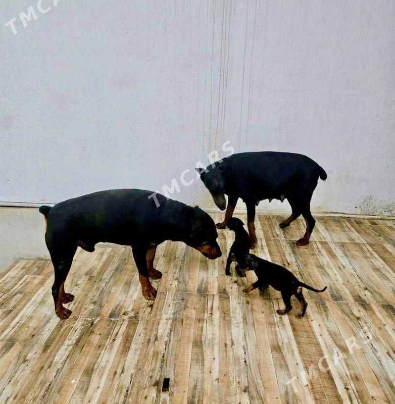 doberman gujjk - Daşoguz - img 5