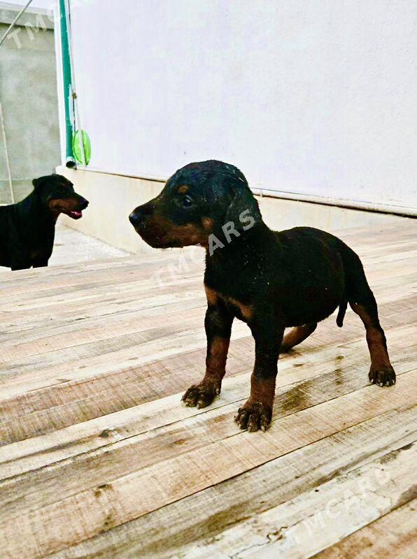 doberman gujjk - Daşoguz - img 3